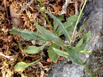 Campanula rapunculus