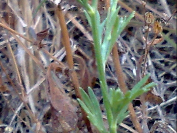 Una Linaria - no, Delphinium cfr. halteratum.