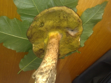 Boleto con imenio giallo