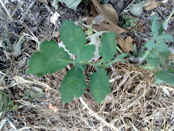 Chelidonium majus