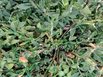 Polygonum aviculare