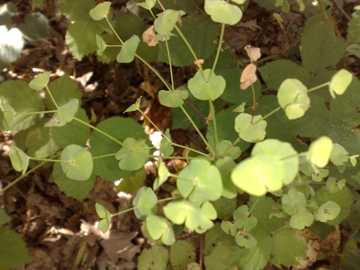 Euphorbia amygdaloides