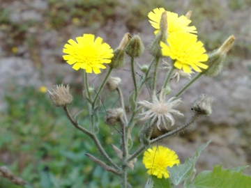 Andryala integrifolia