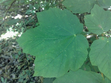 Acer opalus / Acero napoletano