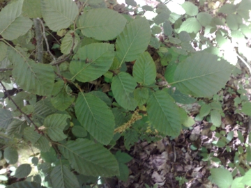 Carpinus betulus