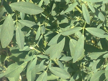 Medicago sativa