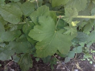 Malva moschata