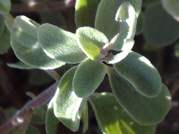Origanum vulgare oppure O. majorana ?