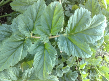 Erbacea di un incolto