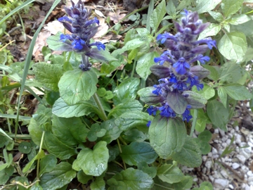 Una Lamiacea blu - Ajuga reptans
