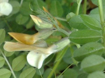 Vicia grandiflora / Veccia farfallona