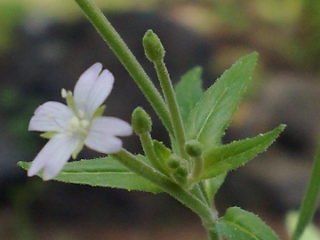 Piccolo fiore - Epilobium sp.