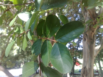 Albero con i ritidiomi -  Lagerstroemia indica