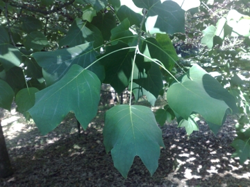 Altro albero incognito:  Liriodendron tulipifera (Magnoliaceae)