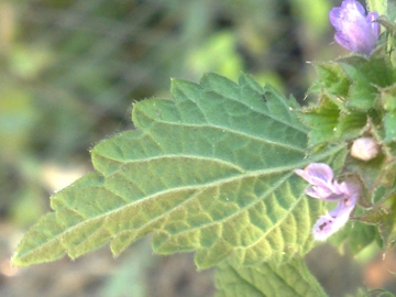Ballota nigra