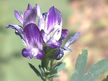 Medicago sativa