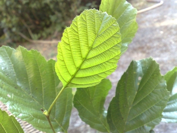 Forse � un Carpino - Alnus sp