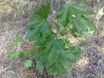 Albero incognito - Populus alba