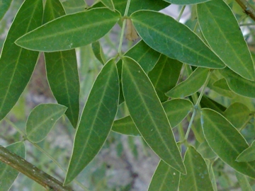 Arbusto di Fabacea