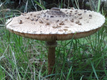 Lepiota o Macrolepiota procera?