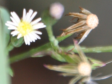 Symphyotrichum squamatum