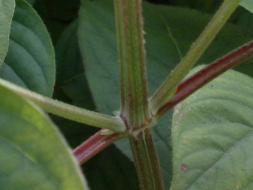 Una erbacea - cfr. Achyranthes sicula