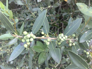 Arbusto con piccoli frutti - Phillyrea latifolia