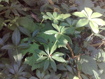 Galium mollugo / Caglio tirolese
