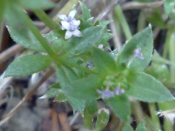 Attaccamano piccolo - Sherardia arvensis