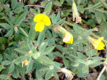 Lotus angustissimus / Ginestrino angustissimo