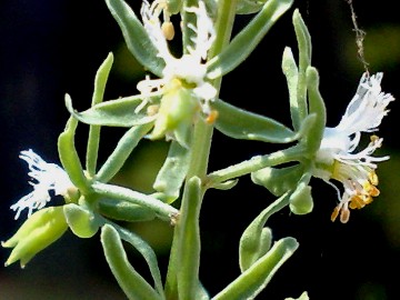 Reseda phyteuma / Reseda selvatica