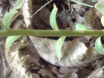 Erbacea  con foglie rotonde - Euphorbia sp