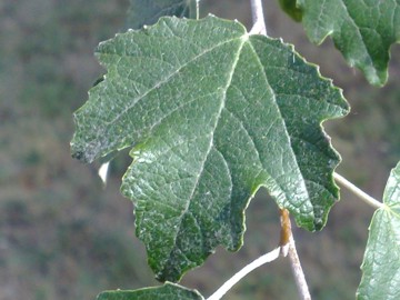 Populus alba