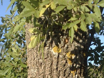 Un albero sui bordi di lave dell''Etna