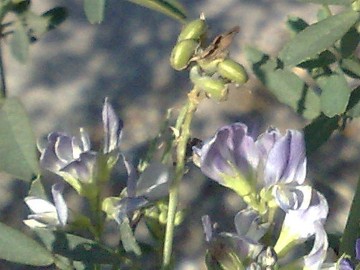 Medicago sativa