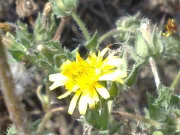 Helminthotheca echioides (= Picris echioides)