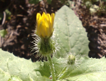 Urospermum picroides / Boccione minore