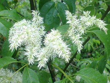 Fraxinus ornus