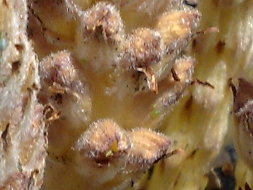 Specie di Orobanche