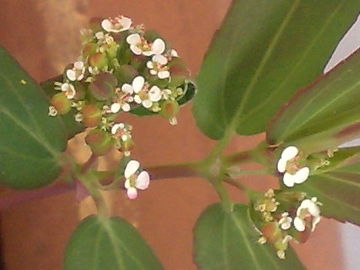 Chamaesyce nutans