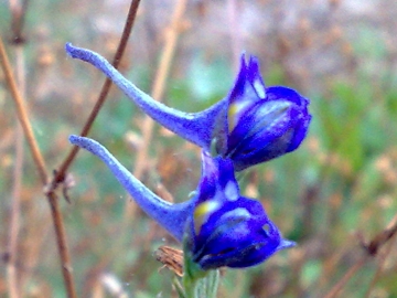 Una Linaria - no, Delphinium cfr. halteratum.