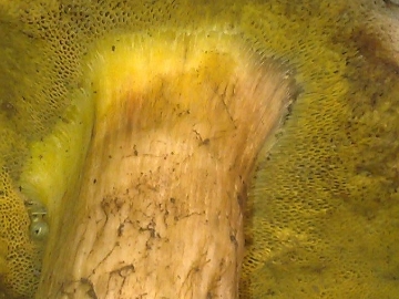Boleto con imenio giallo