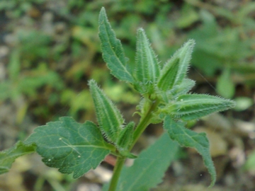 Stachys sylvatica?