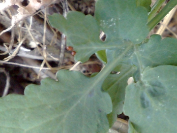 Chelidonium majus