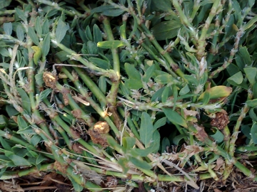 Polygonum aviculare