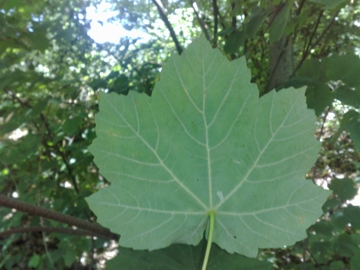 Acer opalus / Acero napoletano