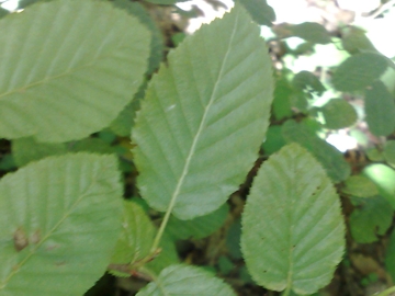 Carpinus betulus