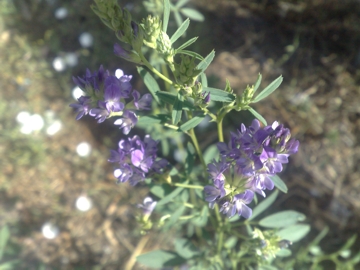 Medicago sativa