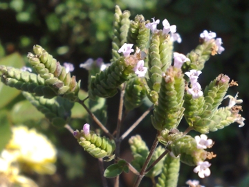 Origanum vulgare oppure O. majorana ?