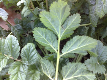 Erbacea di un incolto